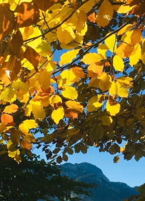Hier stimmen Preis und Leistung: Doppelhaushälfte mit 2 Wohnungen, davon eine frei!