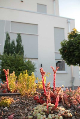 Provisionsfrei: Familienfreundliche effiziente und funktionale DHH im Krefelder Norden