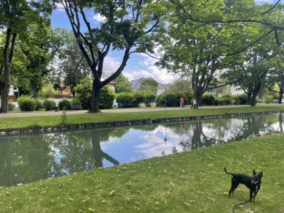 TRAUMLAGE - BLICK IN EINEN PARKÄHNLICHEN GARTEN - LINDENTHAL -  BESTLAGE- RAUTENSTRAUCHKANAL