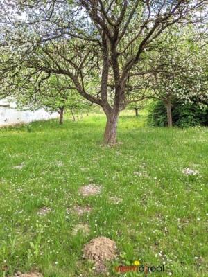 Einfamilienhaus mit ländlichem Charme und Flair mit großem, grünen Garten und Obstbäumen in kleinem, aber feinem Dorf Karl