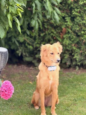 Stadtvilla für die ganze Familie mit Hund und Katz