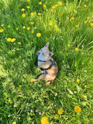 Zuhause für dich und deine Fellnasen gesucht? Hier könnte das Glück warten!