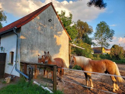 Pferdehof für die ganze Familie