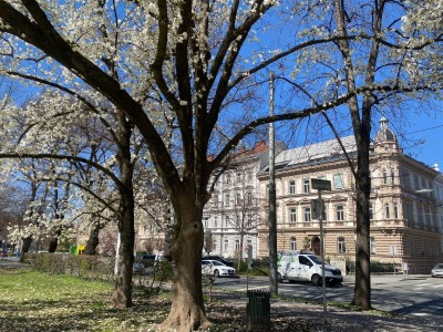 SANIERTER ALTBAU STADTPARK-BLICK ohne provision
