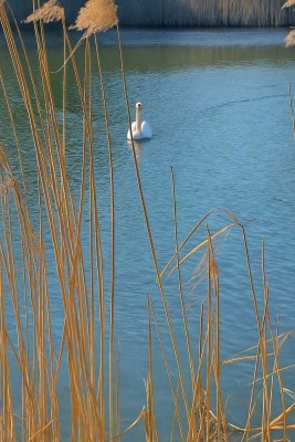 Provisionsfrei für den Käufer … Glück in grüner Lage direkt am Wasser …