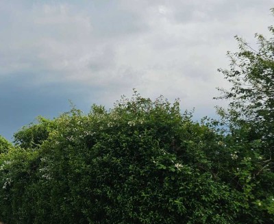 Charmante 2 (+) ZWG  in grüner, zentraler Lage in Neckartenzlingen