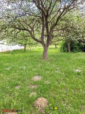 Einfamilienhaus mit ländlichem Charme und Flair mit großem, grünen Garten und Obstbäumen in kleinem, aber feinem Dorf Karl