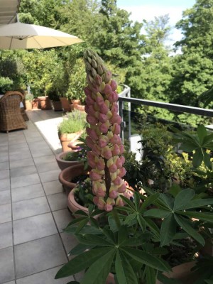 Großzügiges Penthouse, Top-Lage in der Natur,  sehr gute Anbindung an Frankfurt und Flughafenfe