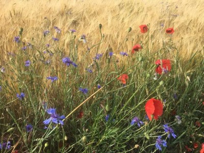 Bien-Zenker: Ihr Traumhaus in Külsheim - Individuell und stressfrei gebaut