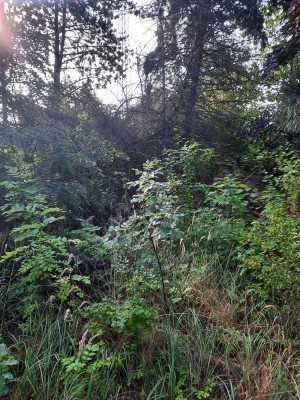 Die Nachbarn warten schon...wunderschöne Doppelhaushälfte in Müncheberg