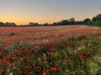 Ein Zuhause zum Ankommen – Einfamilienhaus in Steinfurt