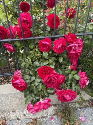 Exklusive Doppelhaushälfte (Bj.2023) mit Einliegerwohnung