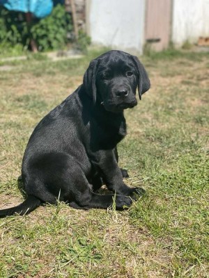 ERFÜLLEN SIE SICH IHRE LEBENSTRÄUME: EINE EIGENE FAMILIE, EIN HAUS MIT GARTEN UND EINEN HUND!