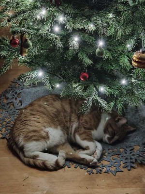 FREUEN SIE SICH AUF FAMIILIENWEIHNACHTEN 2027 IM EIGENEN HAUS! TEL.: 0171 4863595