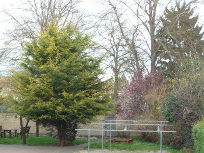 Wunderschöne 1-Raum Wohnung mit Einbauküche & Gemeinschaftsgarten in Kölleda (Zentrum) zu vermieten!