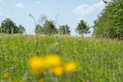 *** 3 Monate mietfrei *** Hier beginnt modernes Wohnen: Ihr Erstbezug in grüner Randlage, AMALIE