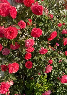 Secret Sale - Großes Einfamilienhaus mit schönem Garten