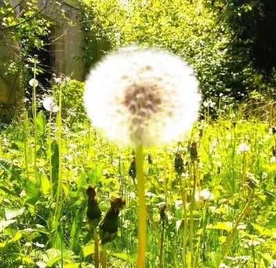 Einfamilienhaus an caritative, gemeinnützige Einrichtung (z.B. Wohngruppen) zu vermieten