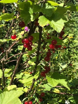 Wunderschönes & idyllisches Haus in Wunsiedel��☀️
