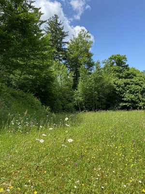 TRAUMHAFT WOHNEN AM WALDRAND - IN IHREM NEUEN FAMILIENZUHAUSE! TEL. 01714863595