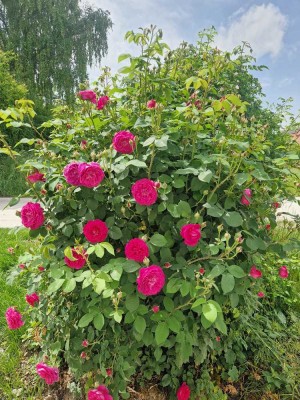 Charmante 2-Zimmer-Wohnung mit eigenem Gartenanteil in ruhiger Lage