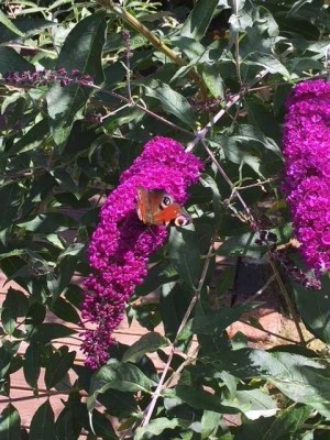 JETZT ANRUFEN UND NÄCHSTES JAHR DEN SOMMER IM GARTEN IHRES EIGENEN HAUSES GENIESSEN: 01714863595