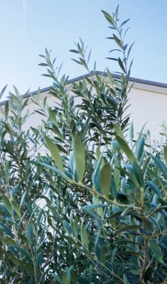 Kleines Refugium mit Olivenbaum und Garten – Wohnen wie im Urlaub
