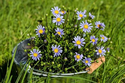 Ein Ort, an dem der Frühling bleibt - Willkommen im neuen Traumhaus