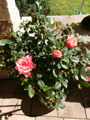 Einfamilienhaus zur Kapitalanlage mit Nießbrauch zu verkaufen