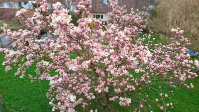 Mitbewohner gesucht