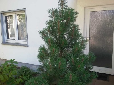 Schöne helle zwei Zimmerwohnung in ruhiger Lage in Koblenz - Metternich Neubaugebiet