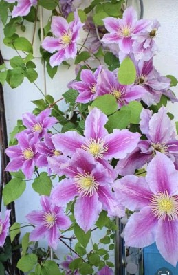 Modernes Wohnen mit Garten im denkmalgeschütztem Altbau