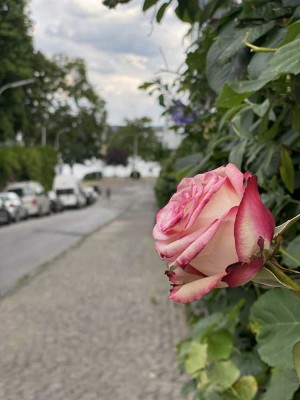 Reizvolle EG-Maisonette-Wohnung mit kleinem Garten nah am Rhein und fußläufig zur City.