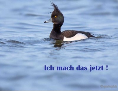 Wohnen im Herzen den Löwenstadt Bleckede