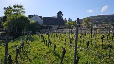 Gleisweiler, das Nizza in der Pfalz ! Top Lage ! Burgähnliches Bauerngehöft !  DENKMALGESCHÜTZT !