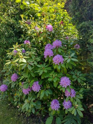 2 2/2 Zimmer Reihenendhaus in grüner Umgebung, voll möbliert