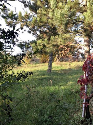 Einfamilienhaus mit ca. 1.790,00 m² großer Wiese in ländlicher Lage von Querfurt