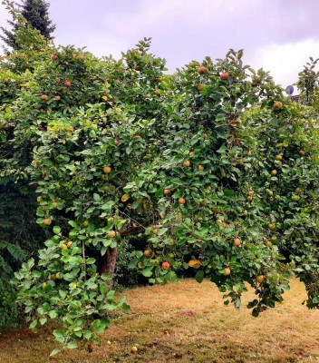 Maklerfrei, bezugsfrei, gegen Gebot: Großes Eckhaus mit Sonnengarten in bevorzugter Lage K-Dünnwalds