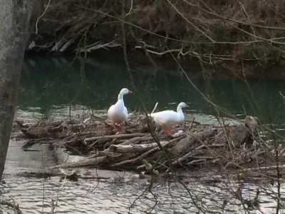 Bien-Zenker EVOLUTION 162  Ihr individuelles Zuhause in Reinsbronn