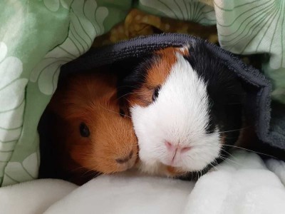 DAS IST IHR FAMILIENGLÜCKSPLATZ ZUM DARIN LEBEN - IHR NEUES HAUS!   TEL.: 01714863595