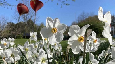 Frühlingserwachen nahe der Alster