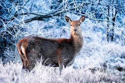 Wärme und Gemütlichkeit - Ihr Traumhaus nicht nur für verschneite Wintertage