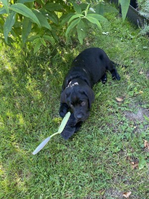 ENDLICH GENUG PLATZ FÜR EINEN HUND - IN IHREM NEUEN HAUS MIT GARTEN!