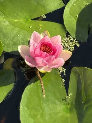 Erholungsgarten P9 mit Bungalow Nähe Glindowsee (Werder-Havel)