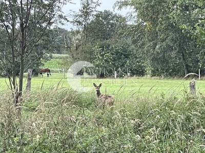 Natur erleben: Hofstelle mit 2 Wohneinheiten und ca. 6,7 ha Grundstück bei Bad Bodenteich