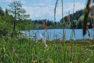 Saissersee: Bungalow in absoluter Seenähe