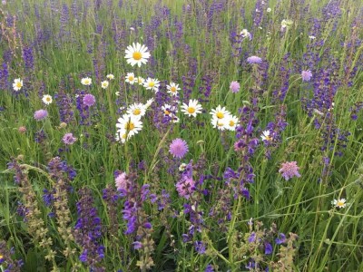 Individuell. Einzigartig. Bien-Zenker:  Ihr Traumhaus wird Wirklichkeit