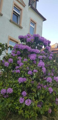 Große und hellere 4-RW mit Garten