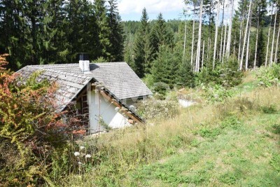 Sacherl auf Waldlichtung - ALLEINLAGE!