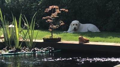 Gartentraum mit Koi / Schwimmteich